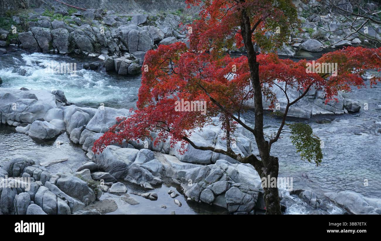 森の画廊「春もみじ」 Momiji Tunnel (もみじ回廊) in autumn season at Mount Fuji