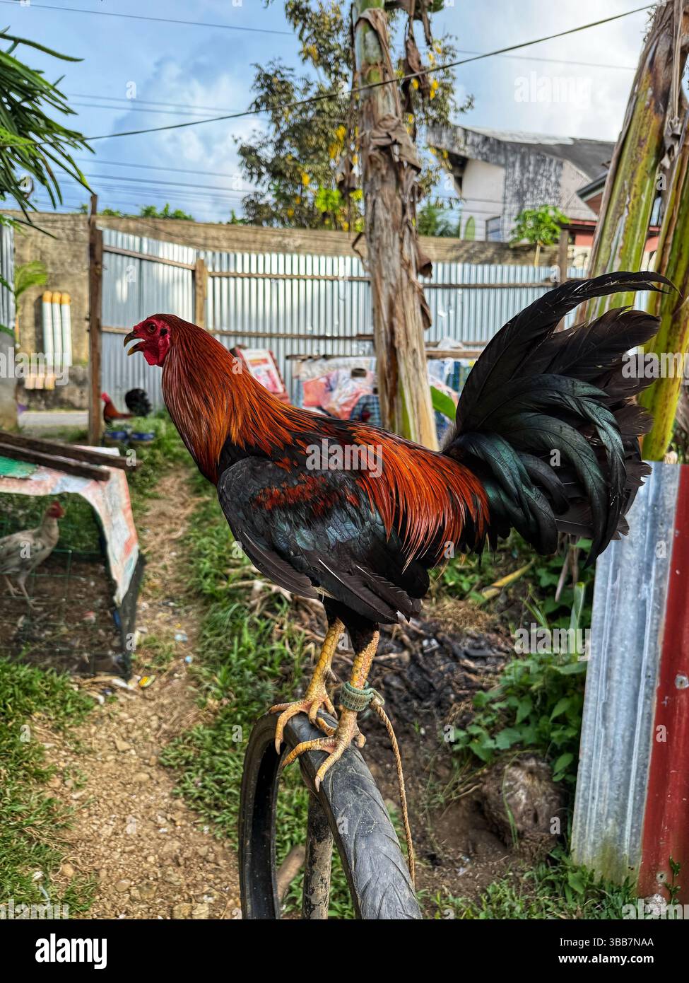 Black Melsim x Lemon Chicken Bloodline - Smartphone Captured Stock Image