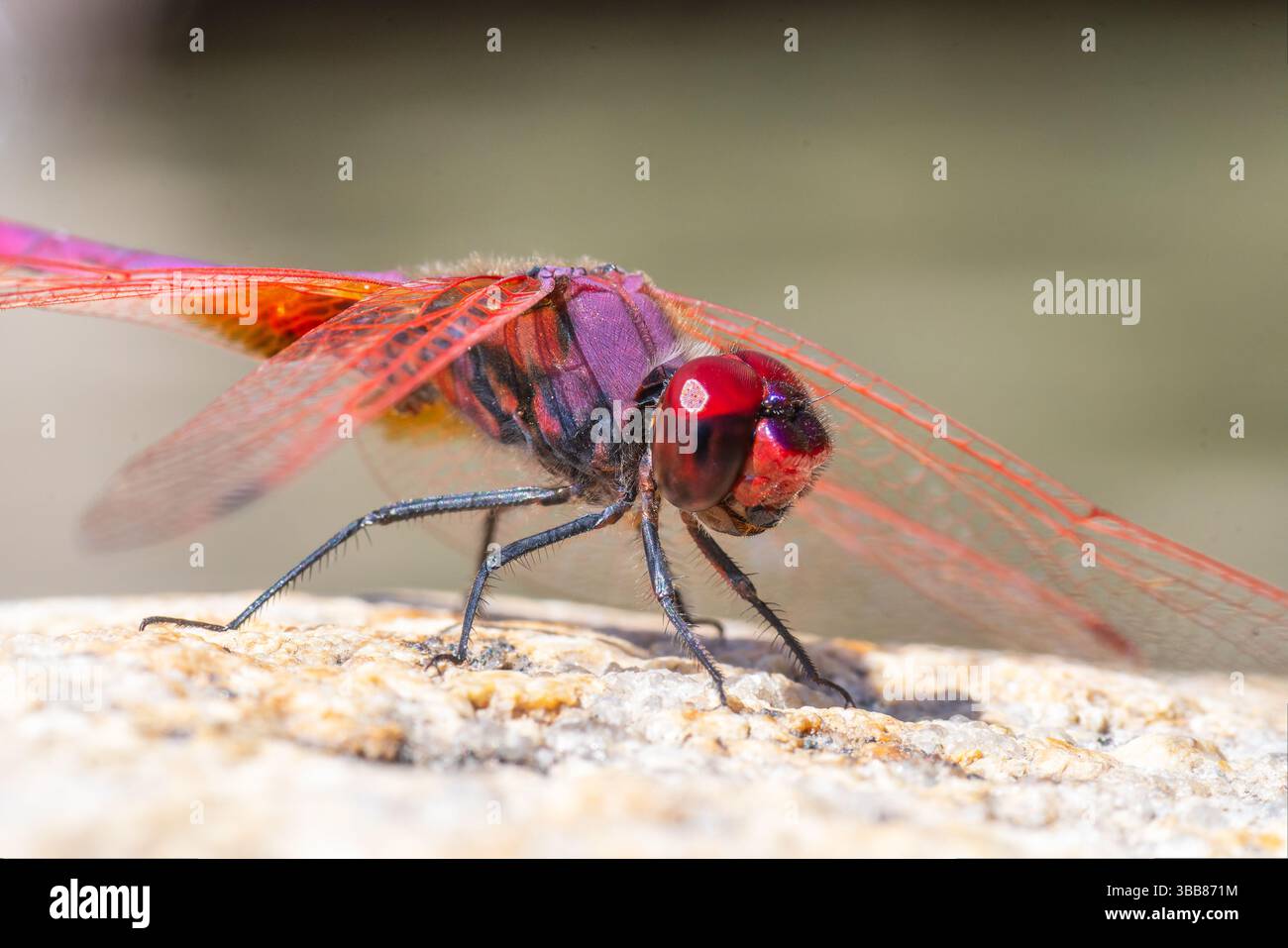 Violet dropwing dragonfly Trithemis annulata with vivid red body perched on rock in Corsica, France. Stock Photo