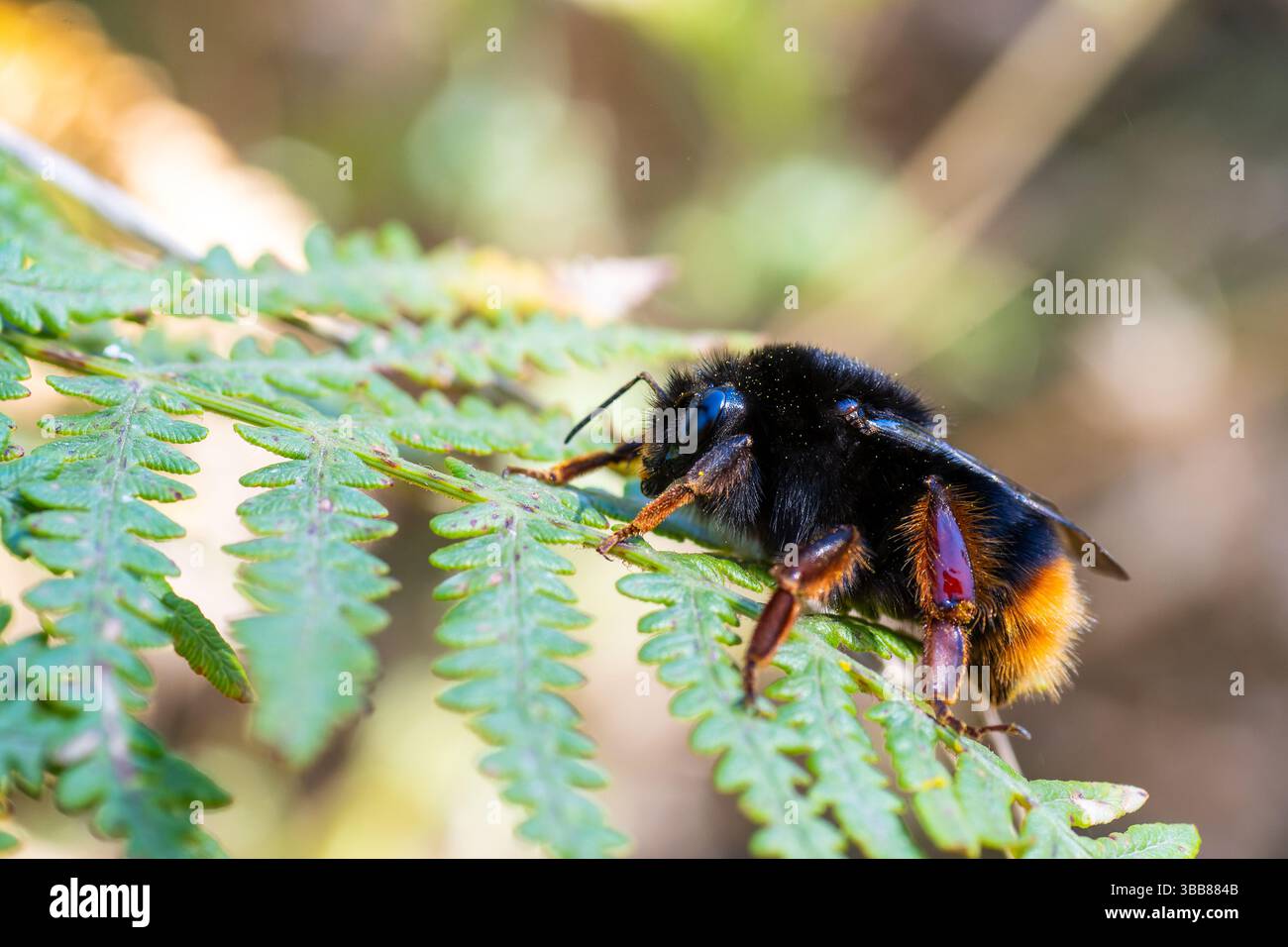 Corsican bumblebee (Bombus xanthopus) on fern leaf, endemic pollinator ...