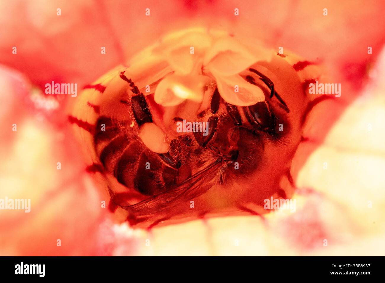 Western honeybee (Apis mellifera) in flight with pollen basket full ...