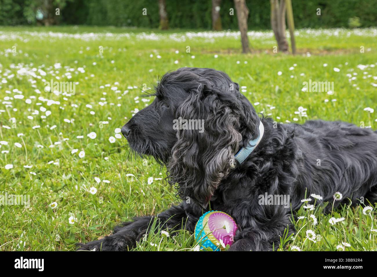 cocker spaniel sitting on the floor with a ball Stock Photo