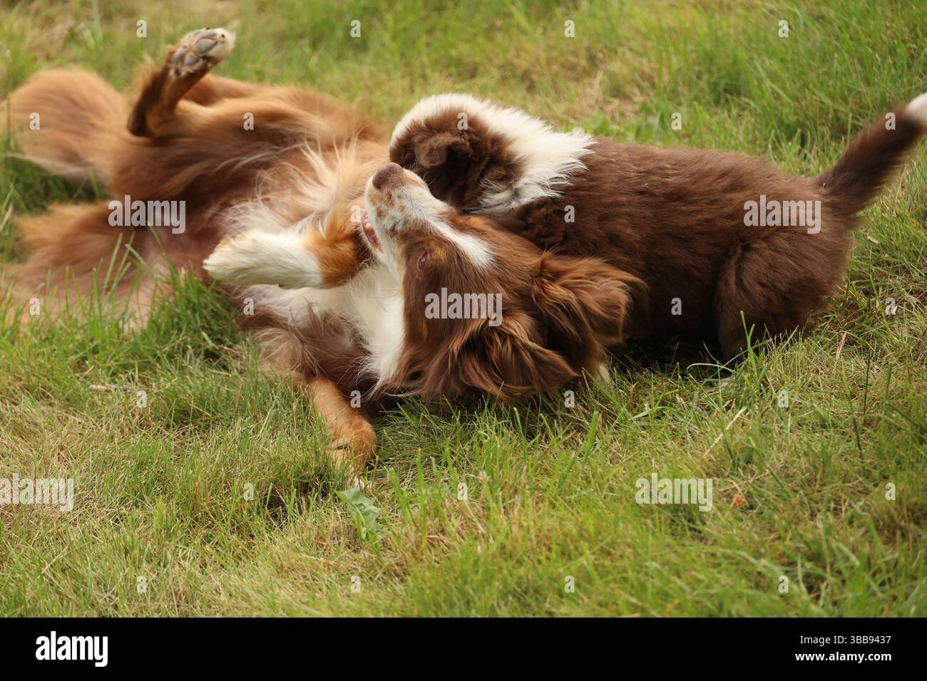 Two dogs playing in a grassy field Stock Photo - Alamy