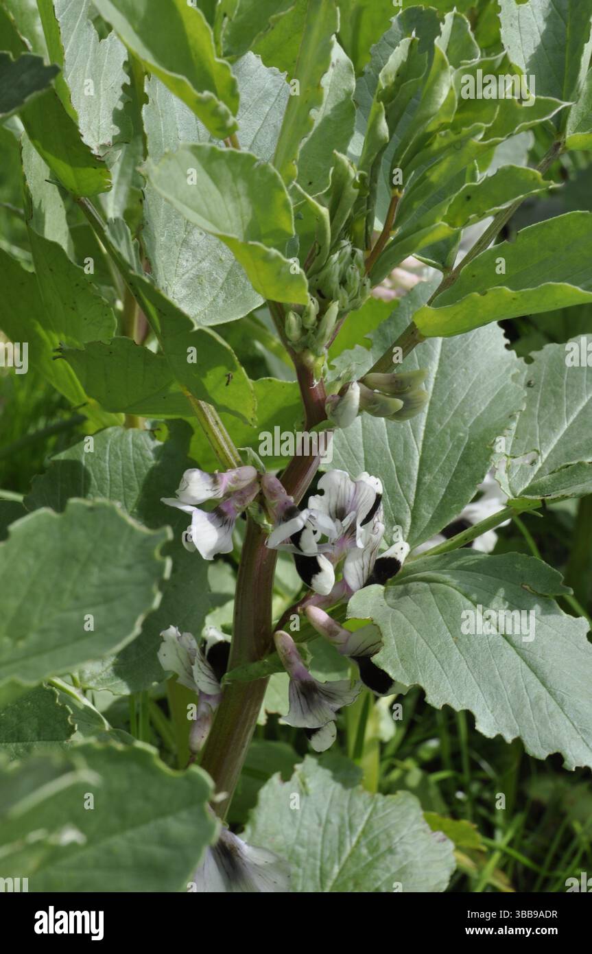 Broad beans in bloom hi-res stock photography and images - Alamy
