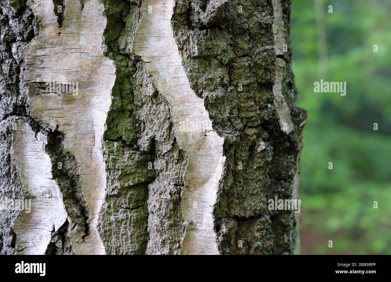 gnarled textured tree trunk bark background Stock Photo