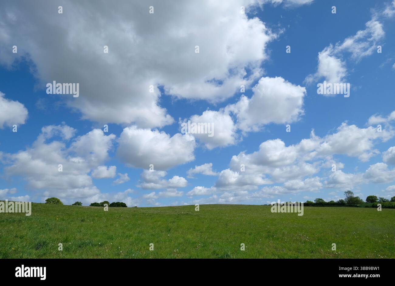 white clouds on blue sky over green field, norfolk, england Stock Photo
