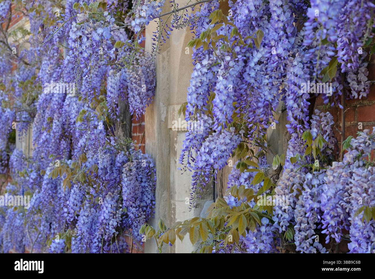 Wisteria sinensis prolific hi-res stock photography and images - Alamy