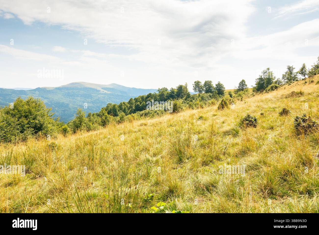 landscape of carpathian mountains in late summer. alpine scenery with primeval beech forest behind the grassy meadow beneath a cloudy sky at high noon Stock Photo