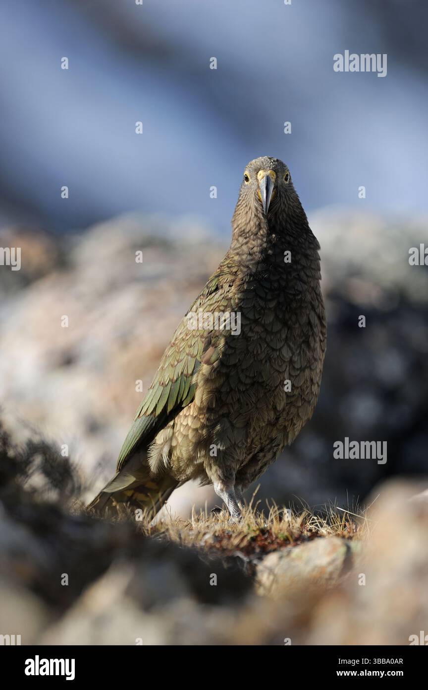 the-kea-nestor-notabilis-is-native-to-the-mountainous-regions-of-new