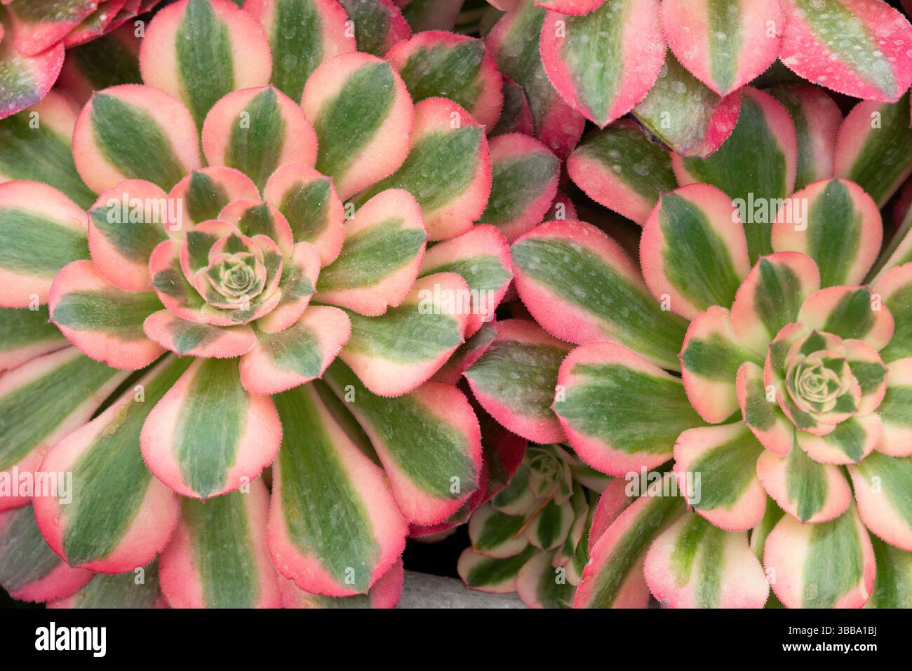ferns and succulents Tropical Leaves, Ferns, Branches and Succulents in Glazed Ceramic Oval   LDF Silk