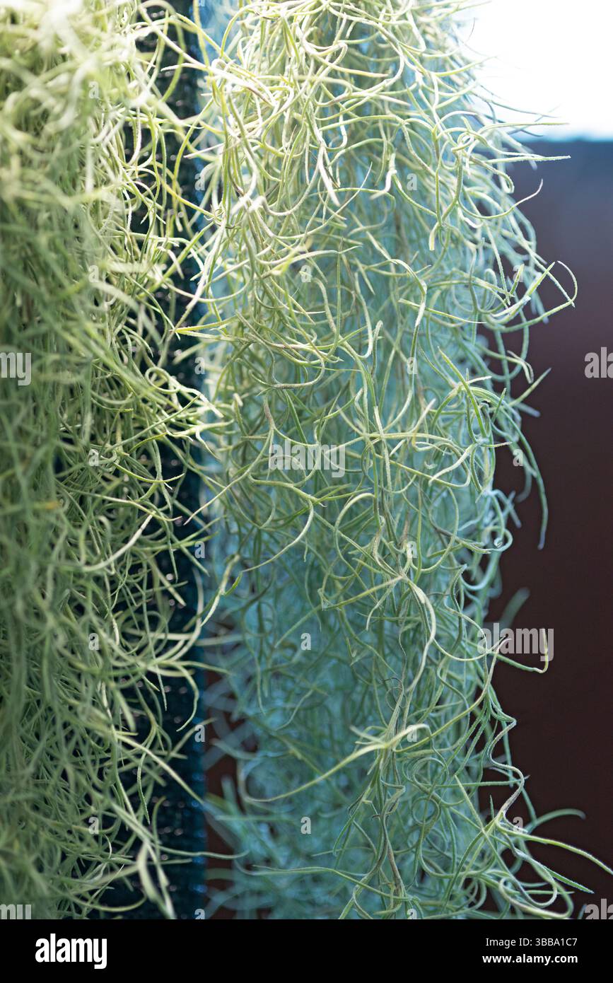 Spanish Moss, Tillandsia Usneoides Stock Photo - Alamy