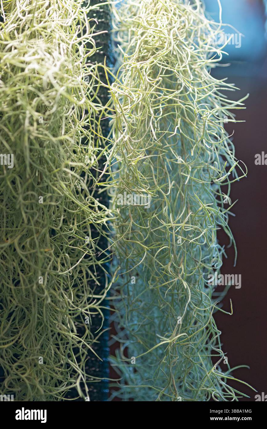 Spanish Moss, Tillandsia Usneoides Stock Photo - Alamy