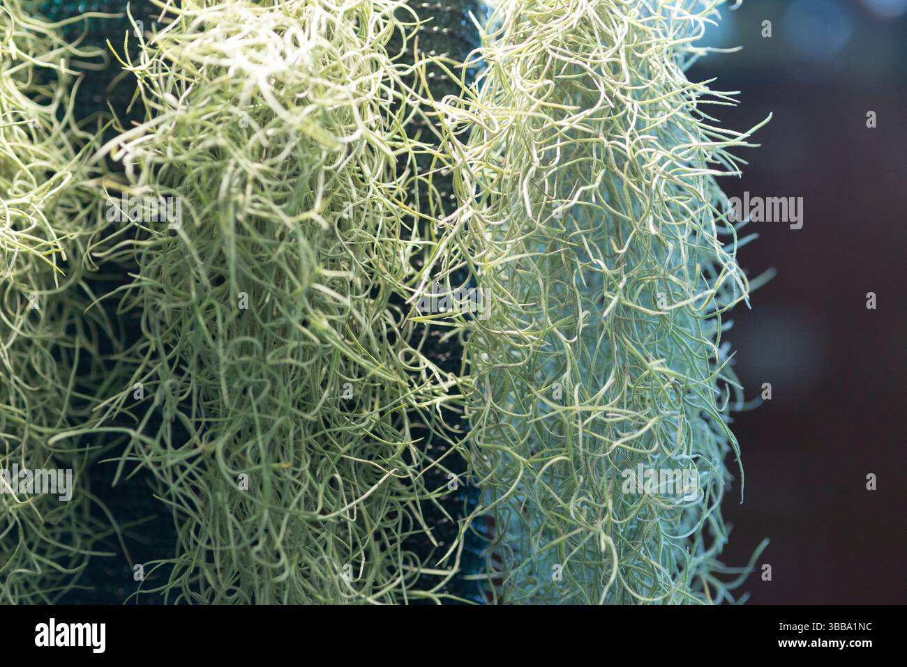 Spanish Moss, Tillandsia Usneoides Stock Photo - Alamy