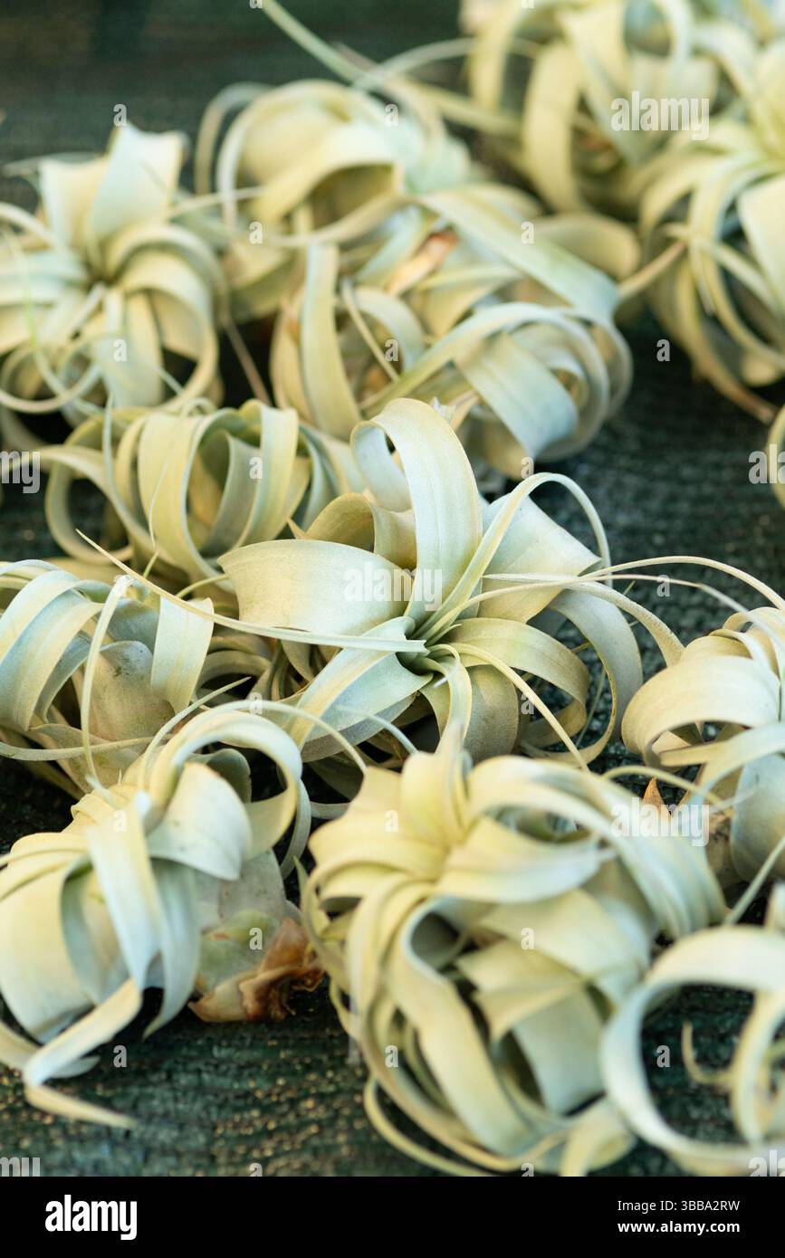 Tillandsia xerographica hi-res stock photography and images - Alamy