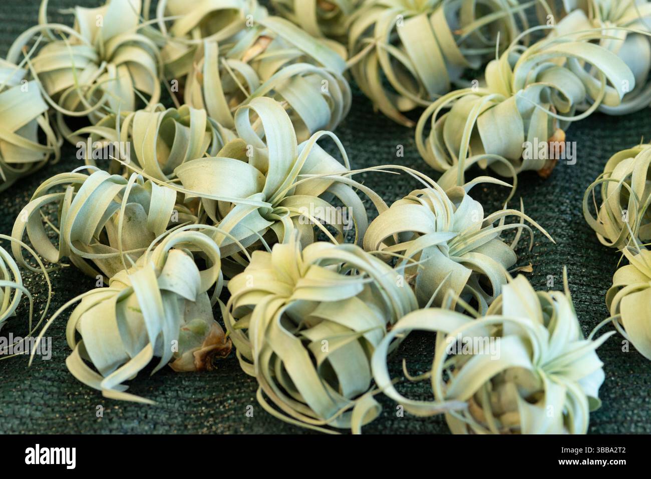 Tillandsia xerographica hi-res stock photography and images - Alamy