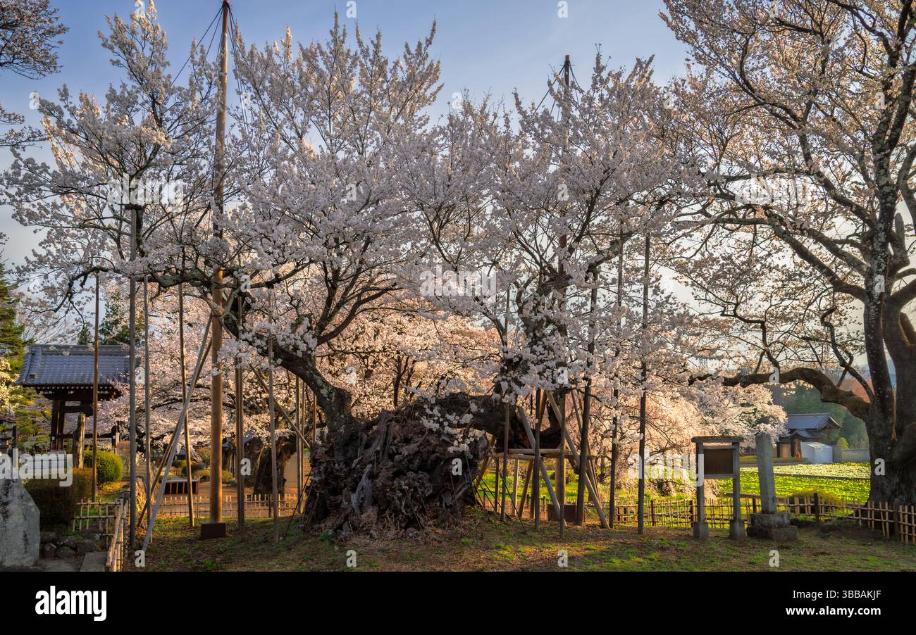 Yamataka hi-res stock photography and images - Alamy