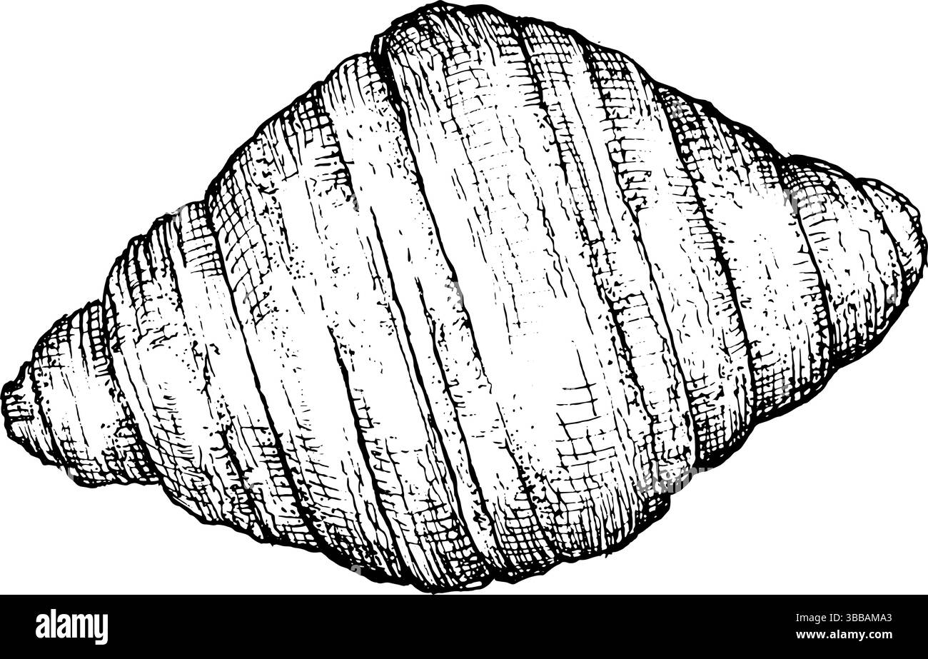 Croissant, vector graphics, hand drawn sketch. Black and white graphics ...