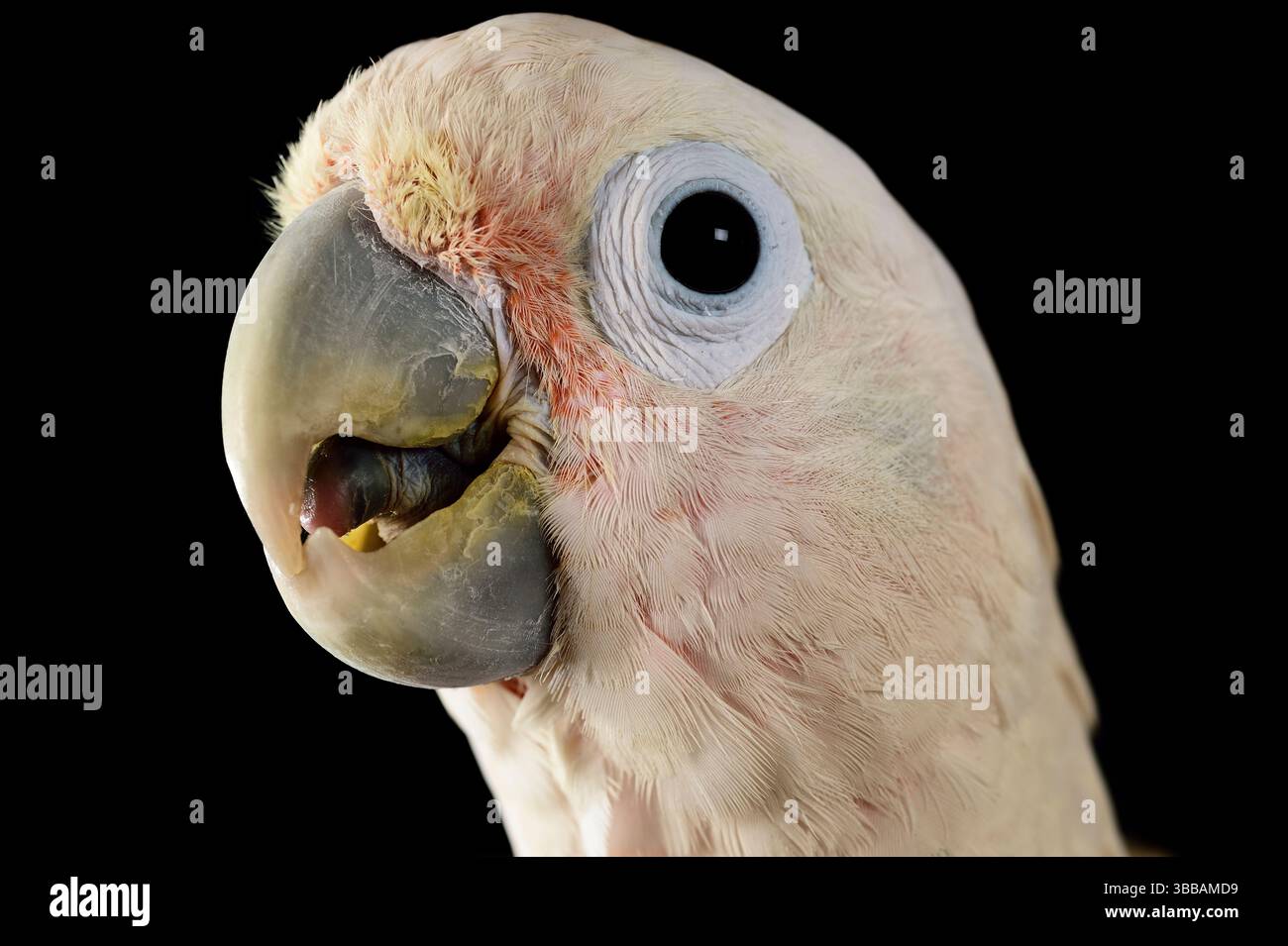 [captive] Goffin’s cockatoos or Tanimbar Corellas are endemic to the Tanimbar archipelago in Indonesia. Research on their cognitive abilities is done Stock Photo