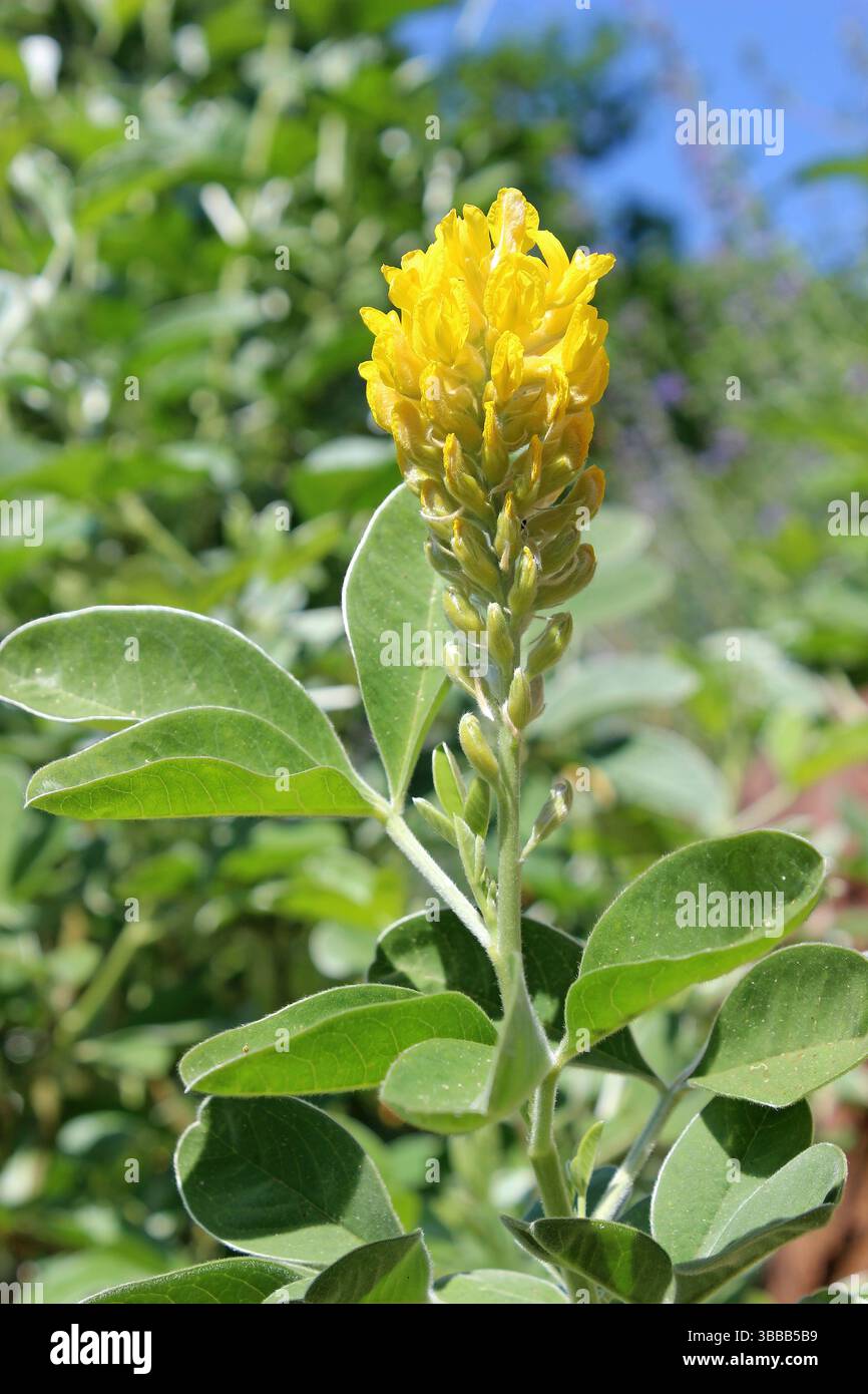 Moroccan Broom a.k.a. Pineapple Broom - Argyrocytisus battandieri Stock Photo