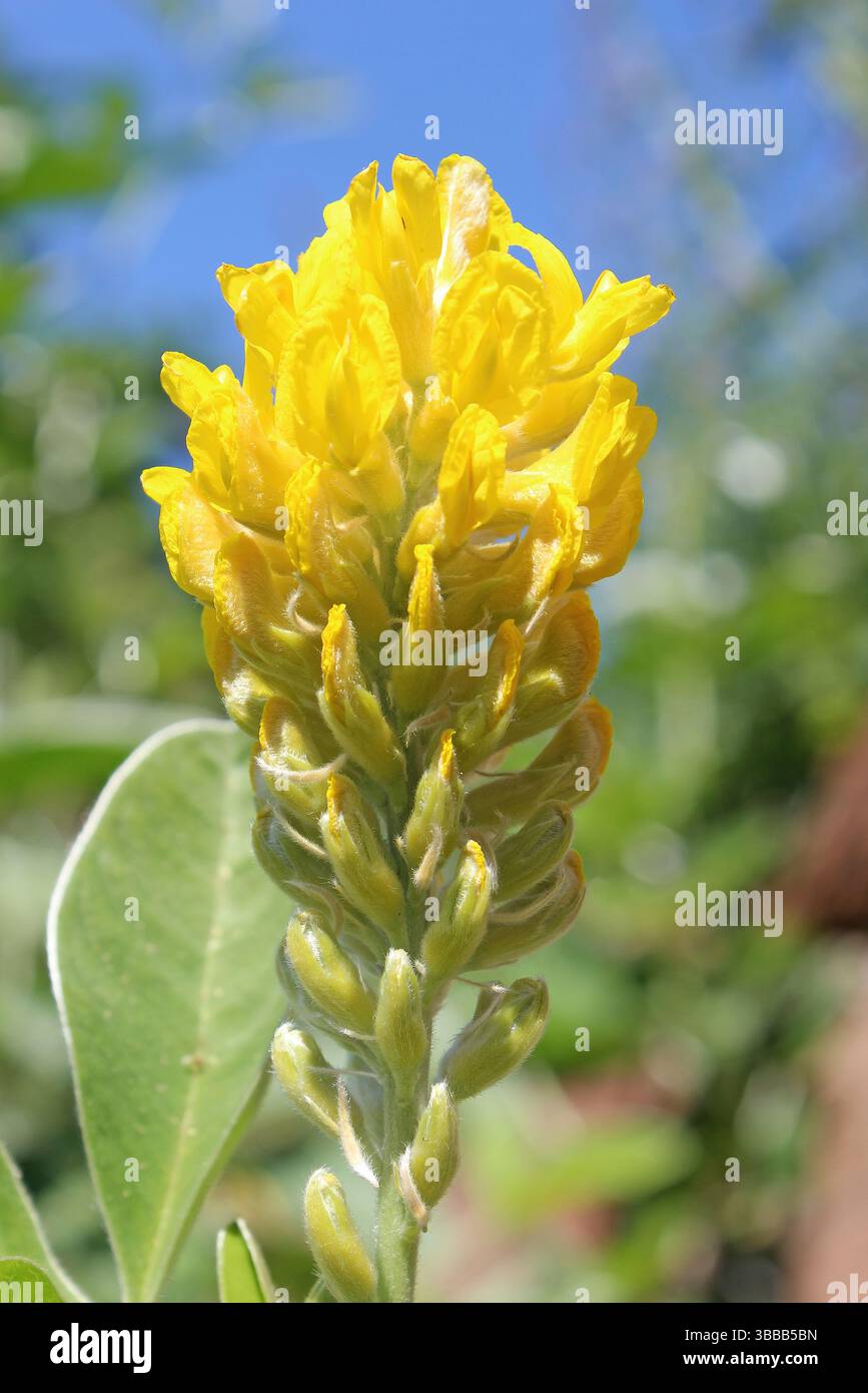 Moroccan Broom a.k.a. Pineapple Broom - Argyrocytisus battandieri Stock Photo