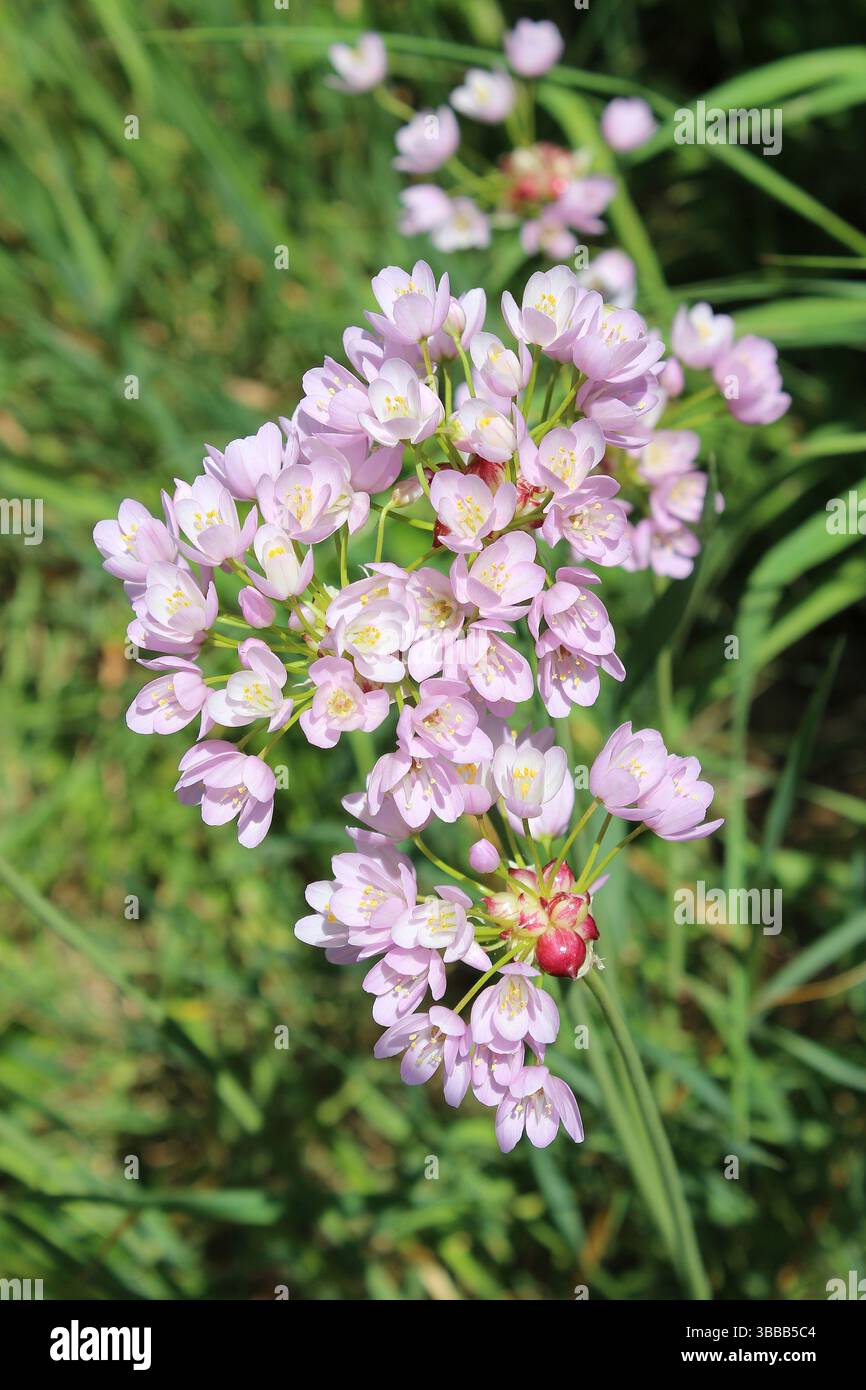 Rosy Garlic - Allium roseum. Flowering and showing aerial bulbils Stock Photo