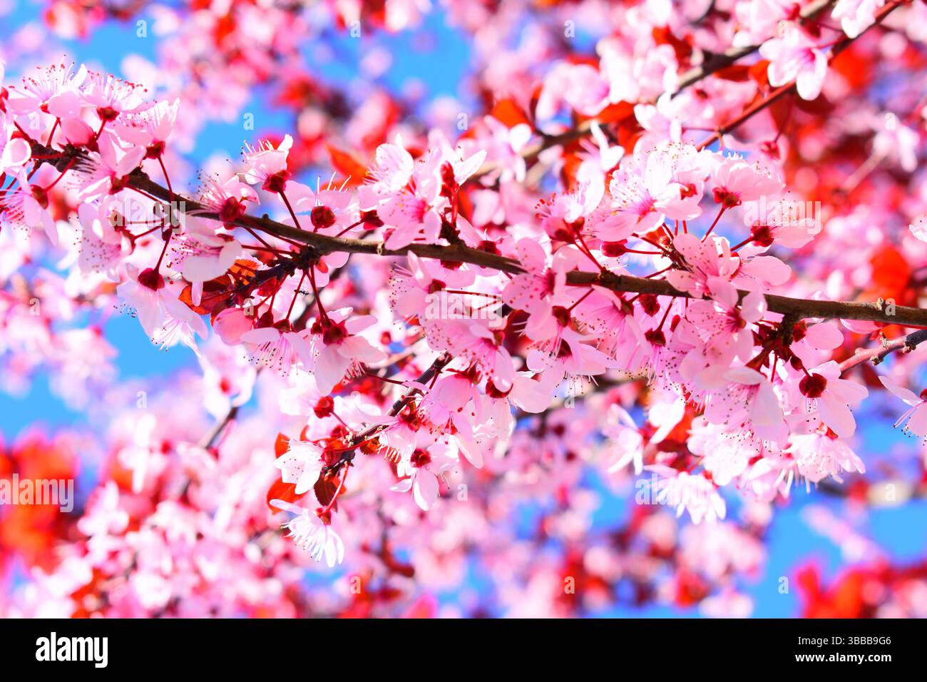 Beautiful Cherry blossom Pink sakura flower Stock Photo - Alamy