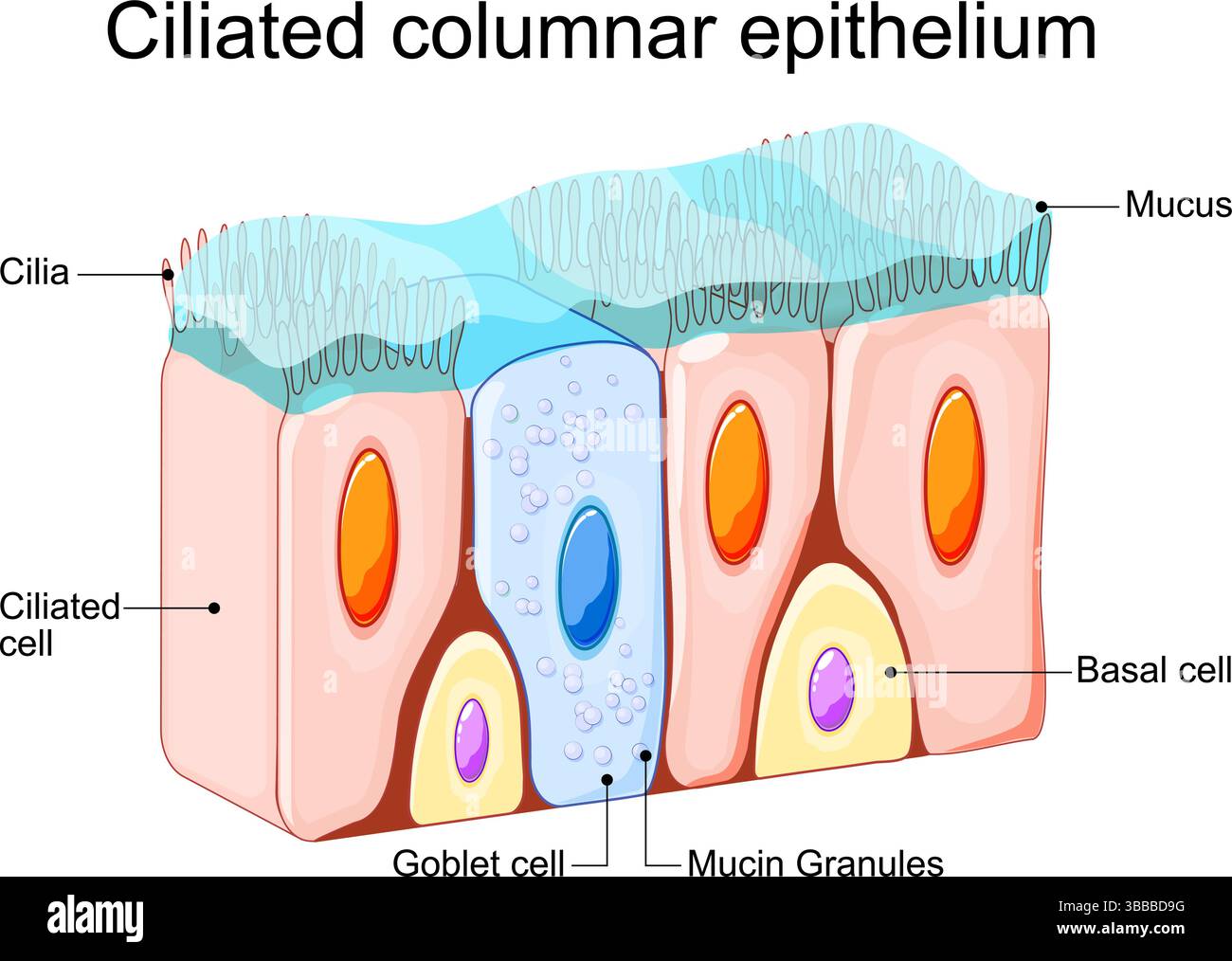 Goblet Cells Diagram Goblet Cells Diagram