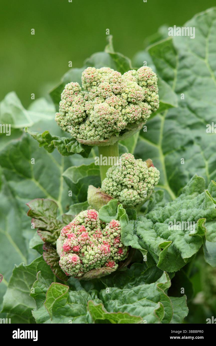 buy geranium seeds Geranium Seeds