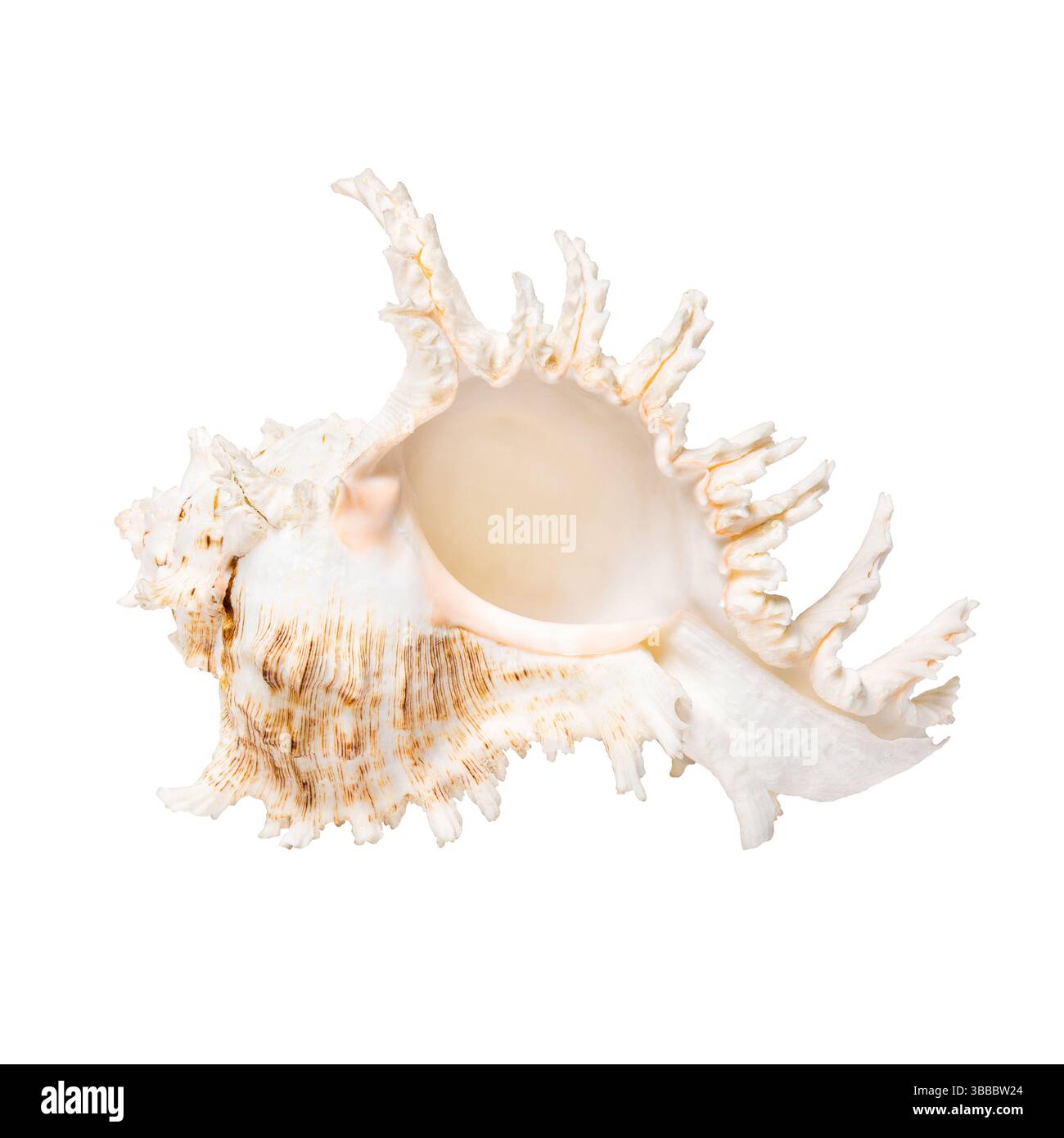 Seashell for you design. Sea shell isolated on white background with ...