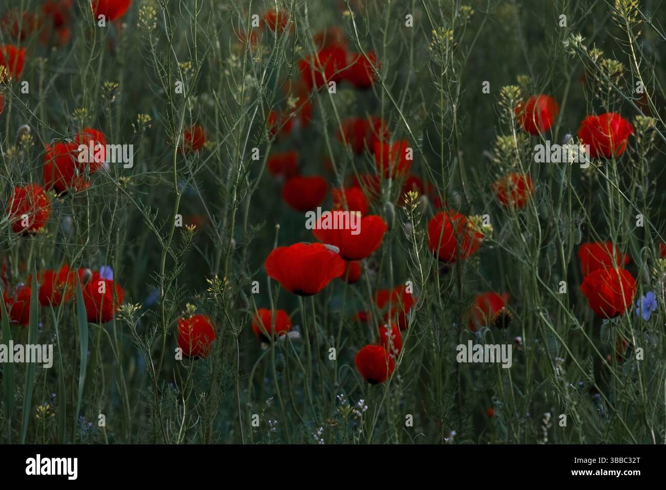 Wild red poppies in tall green grass of spring field Stock Photo - Alamy