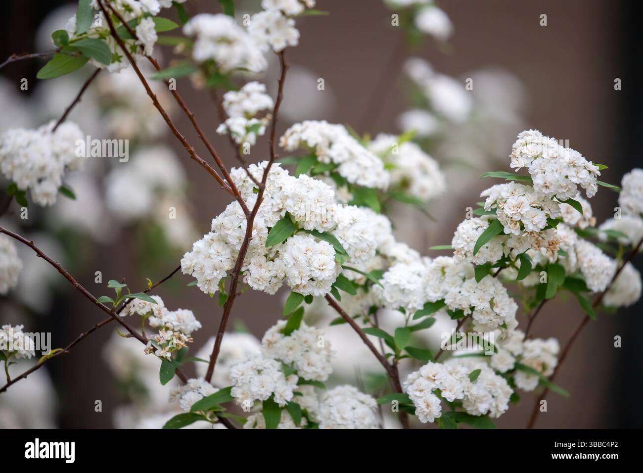 Reeves spirea hi-res stock photography and images - Alamy