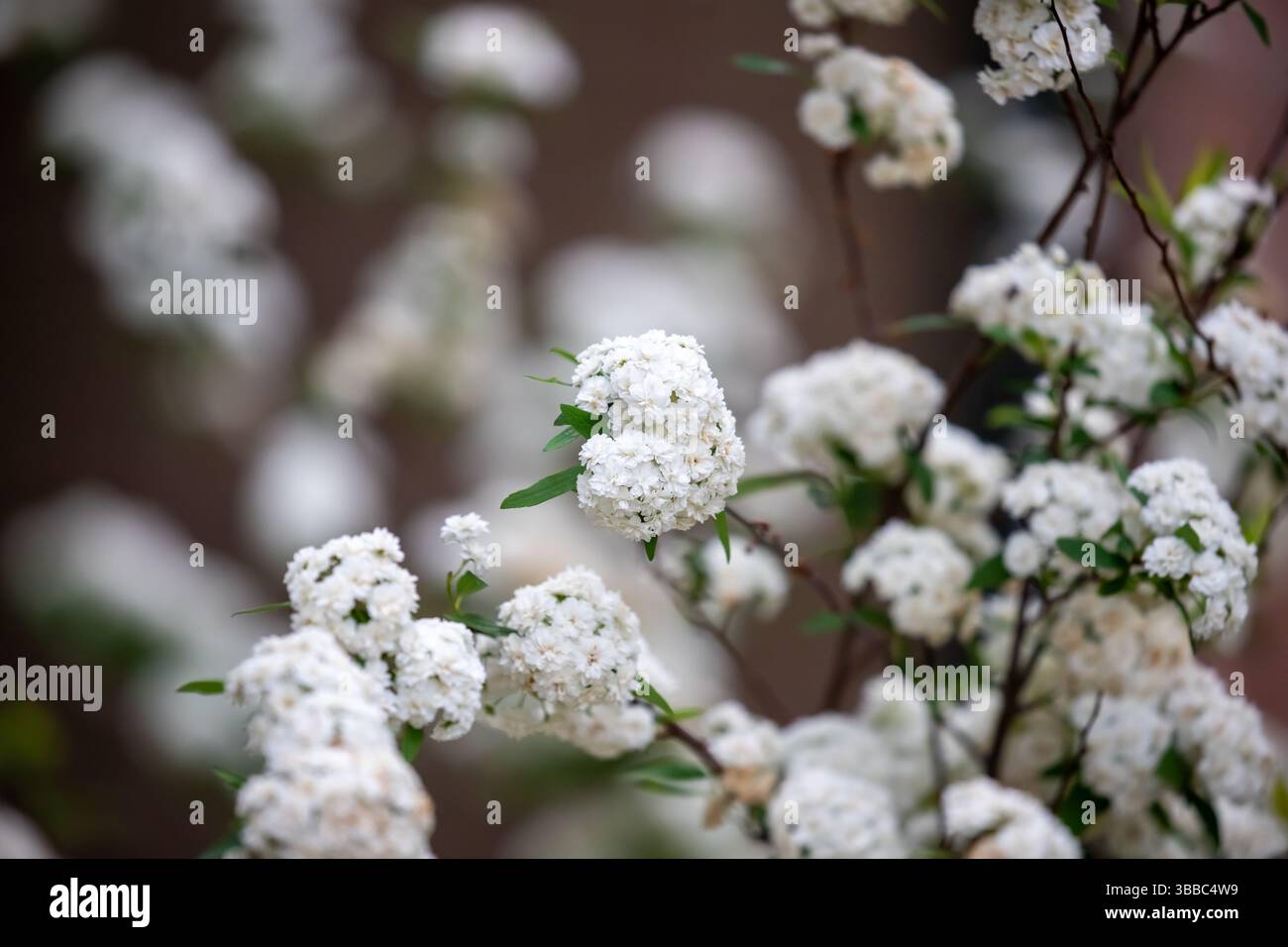 Reeves spirea hi-res stock photography and images - Alamy
