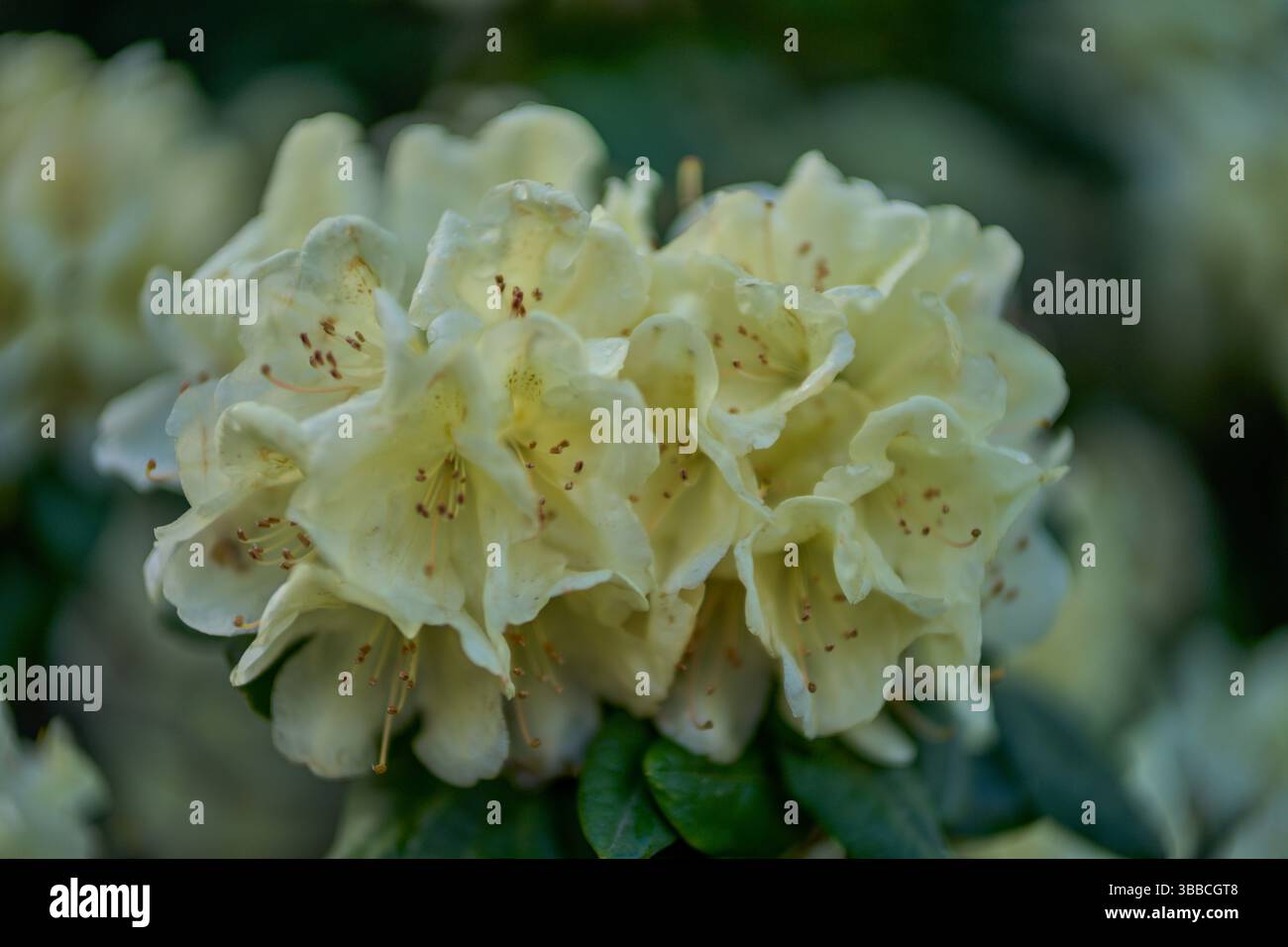 Ehrengold hi-res stock photography and images - Alamy