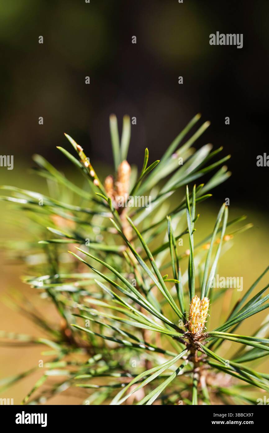Macro photo of young pine tree branch with bright green needles and new ...