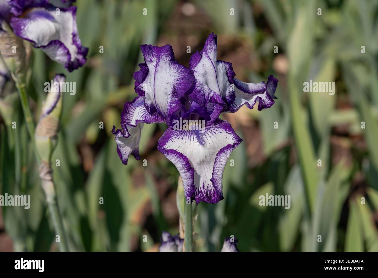 Villers-lès-Nancy, France - View on a purple and white flower of Iris ...