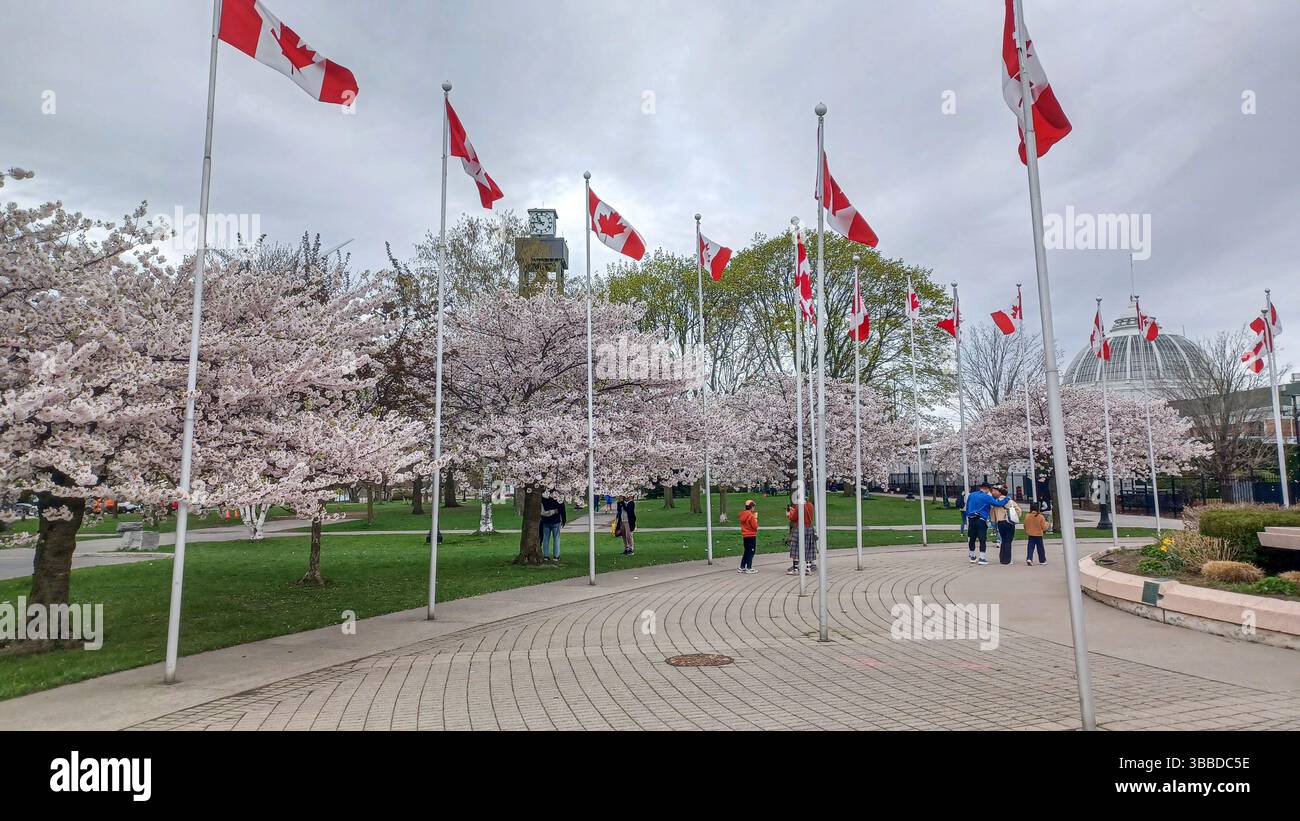 Toronto cherry blossoms 2025 hi-res stock photography and images - Alamy