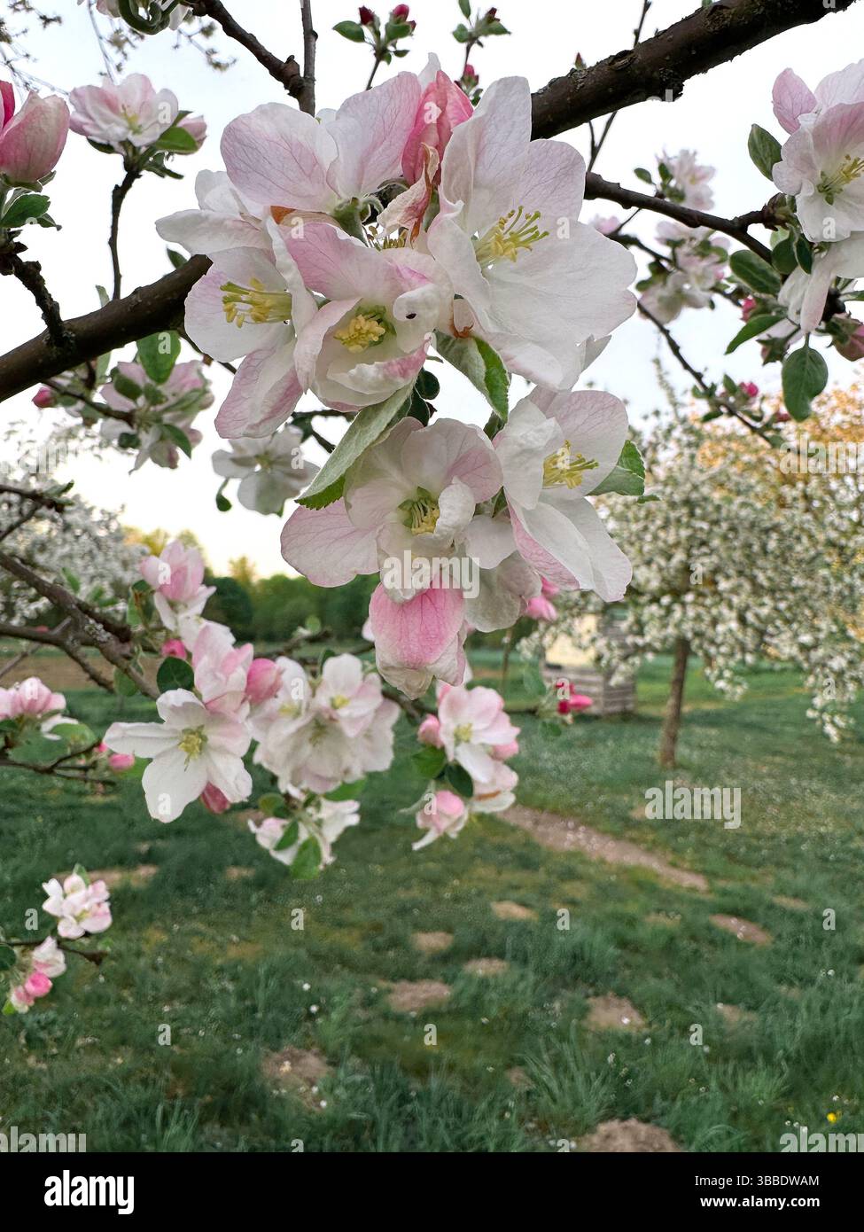 Close-up view of apple tree branches adorned with delicate pink and white blossoms in full bloom. The background features a lush green orchard with sc Stock Photo