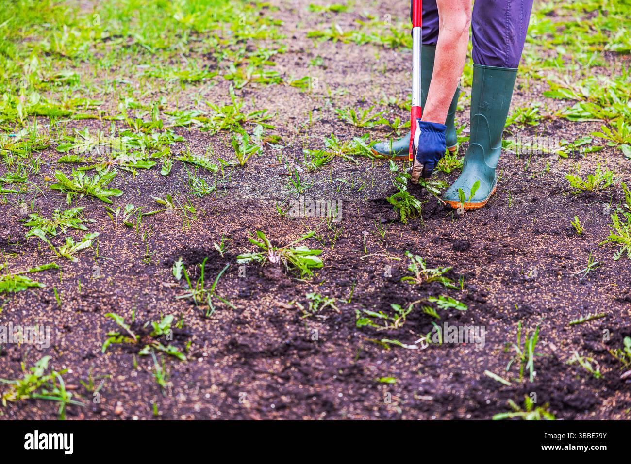 Pulling weeds in the garden hi-res stock photography and images - Alamy