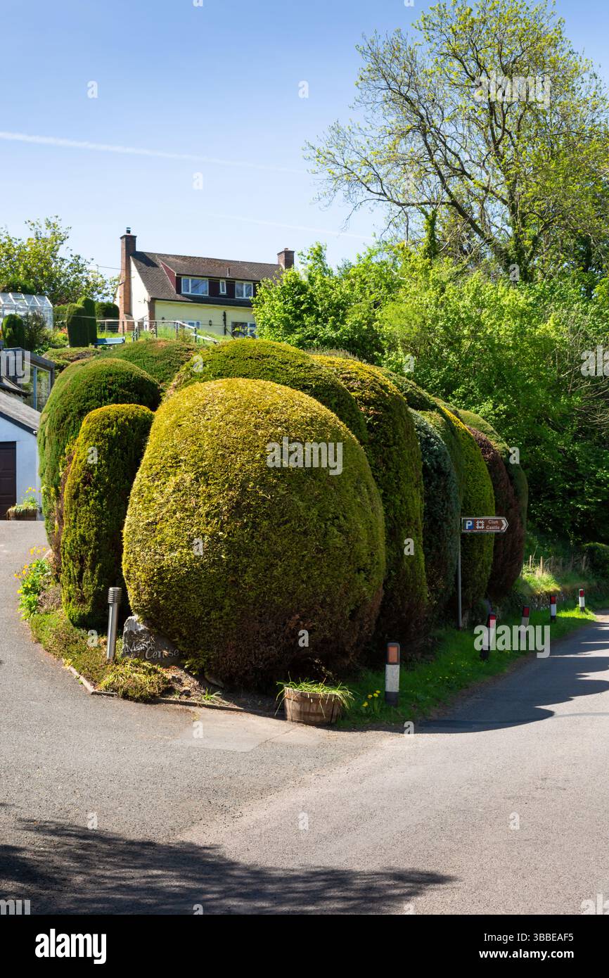 Neatly trimmed large bushes, Clun, Shropshire, UK Stock Photo