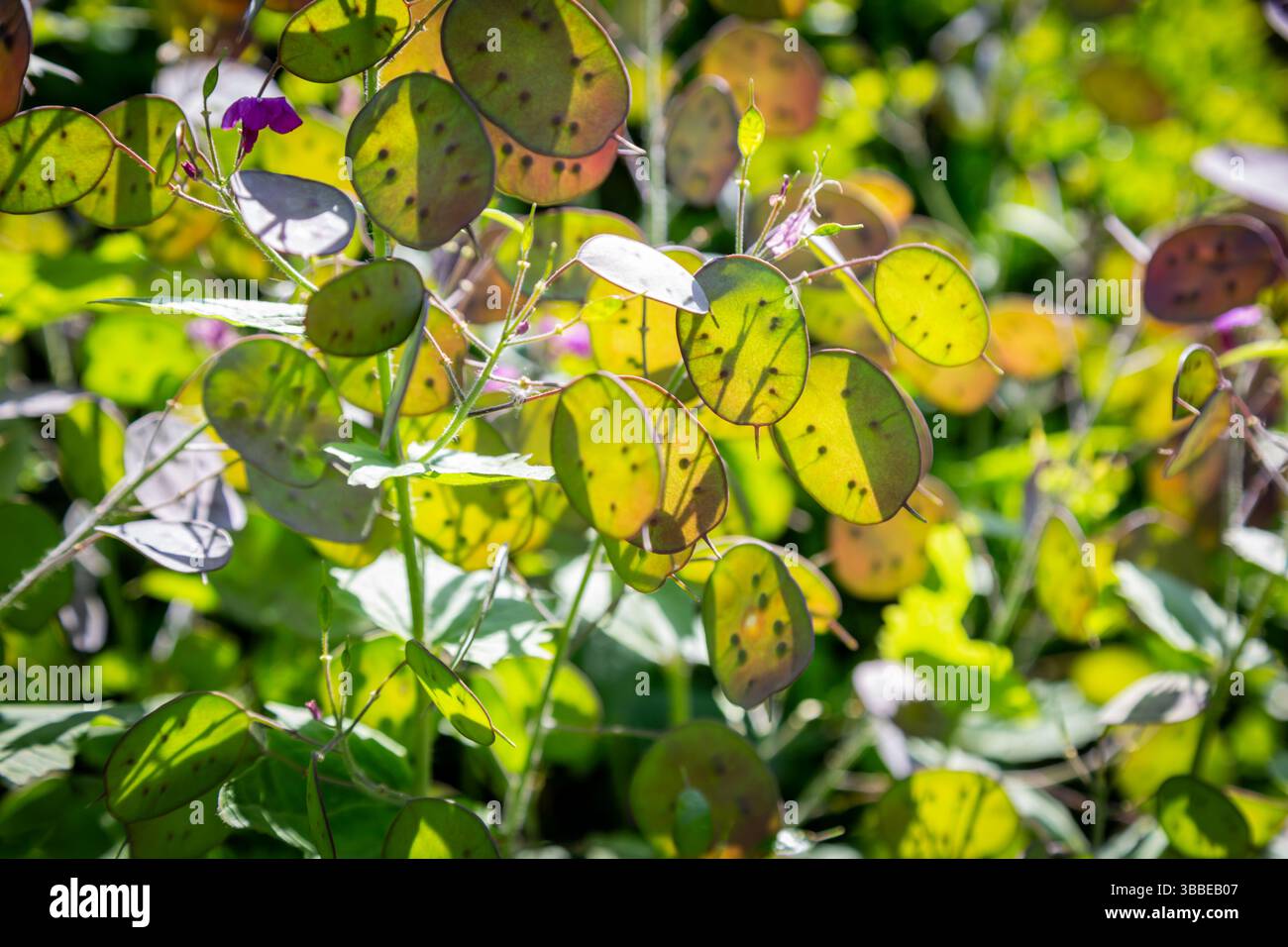 Honesty plant, Lunaria annua Stock Photo