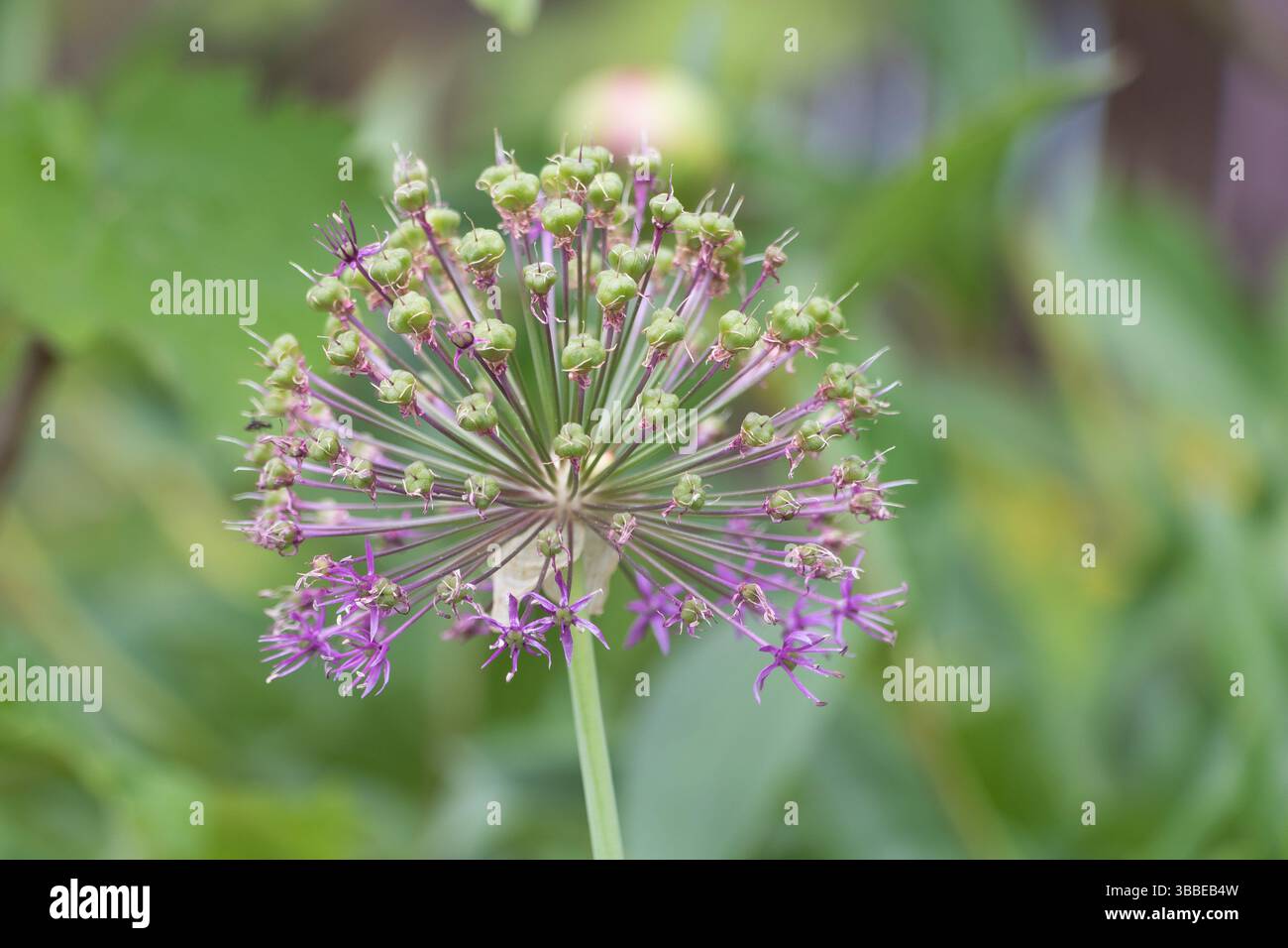 Allium seeds summer hi-res stock photography and images - Page 2 - Alamy