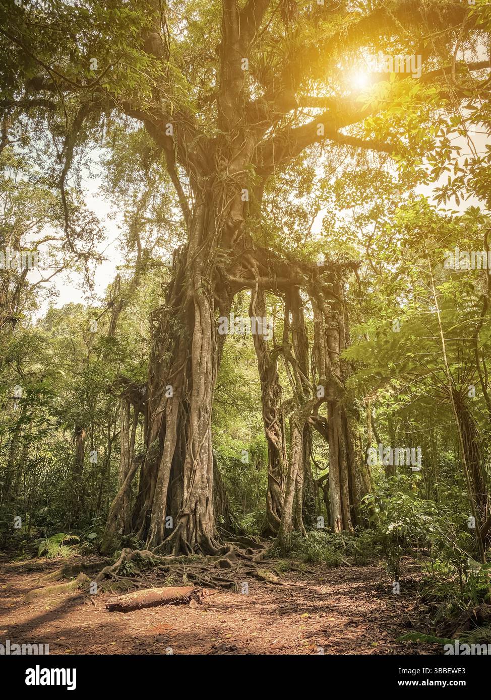 Giant Fig Tree in Bali Botanic Garden at sunny day in Bedugul Stock ...