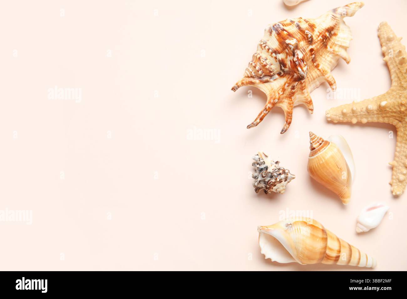 Different seashells and starfish on white background Stock Photo