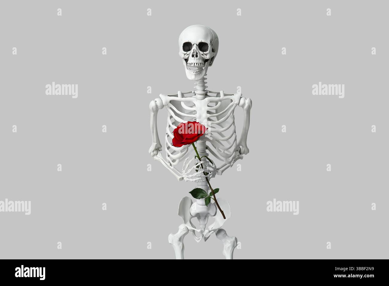 Human skeleton holding rose flower on grey background Stock Photo