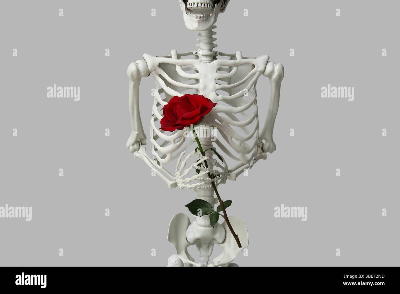 Human skeleton holding rose flower on grey background Stock Photo