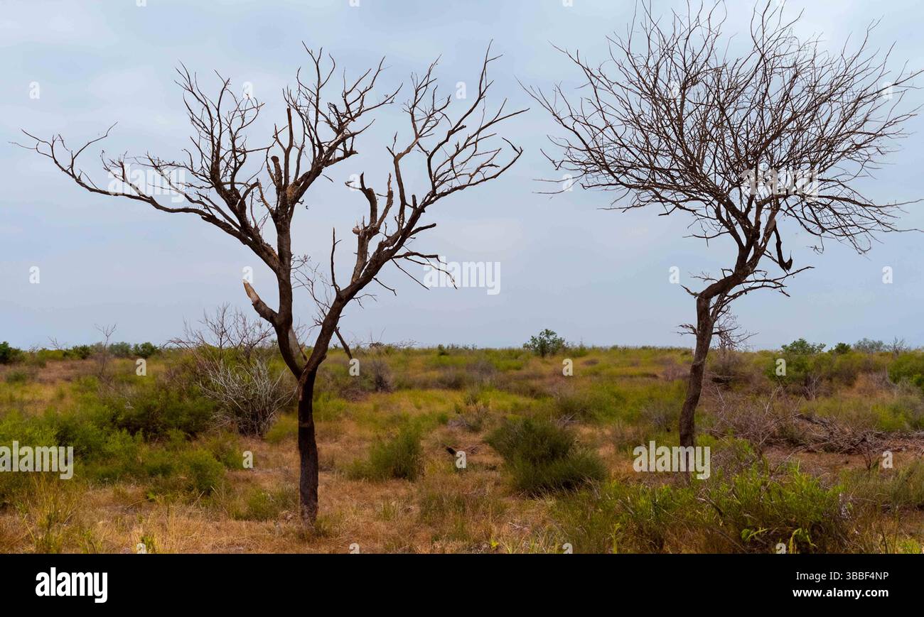 Desolate landscape with dry trees in the desert landscape, reminiscent ...