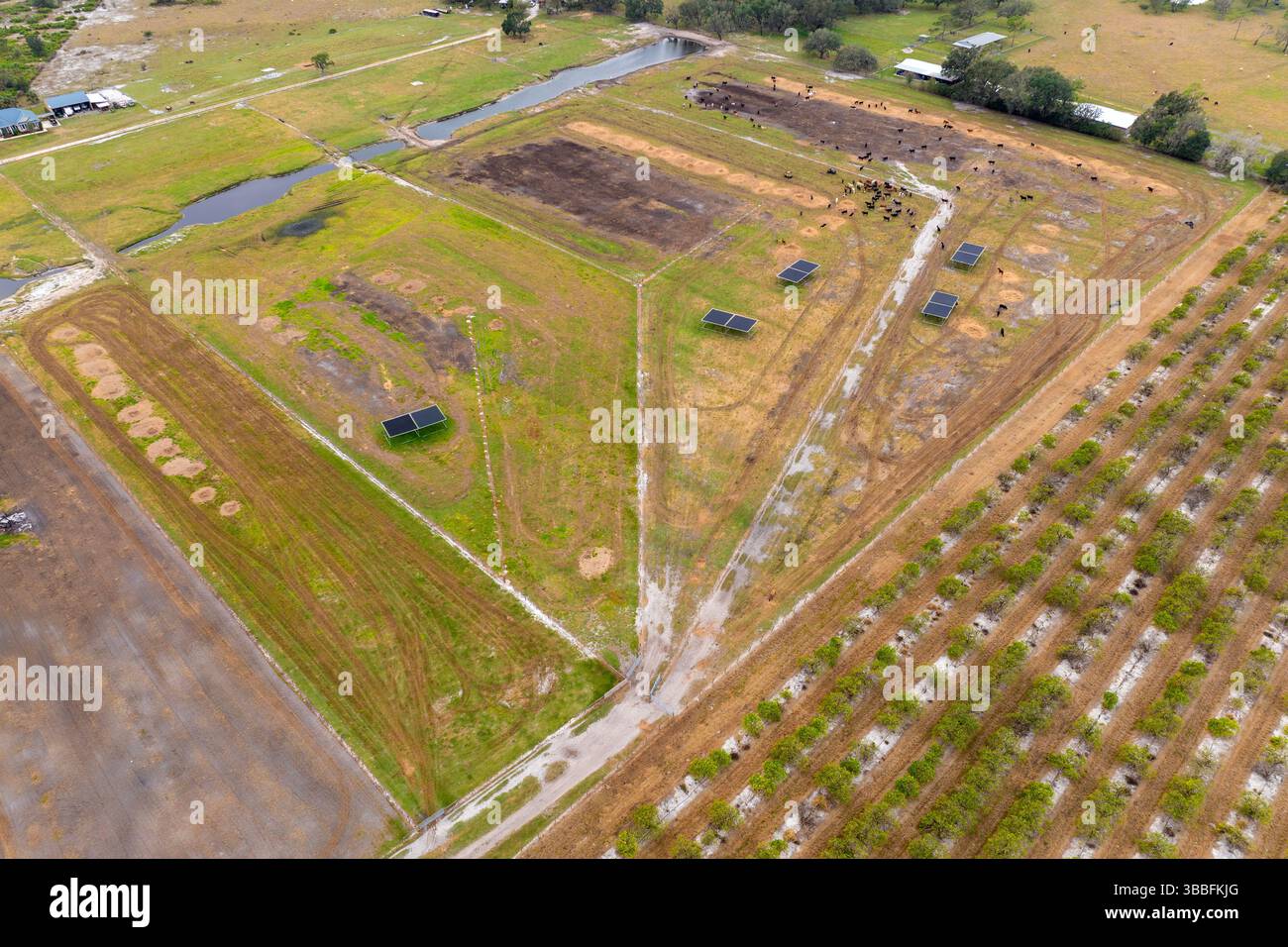 Stackyard Area Cattle stockyard with meat cows. Feeding of livestock on farm feedlot ...