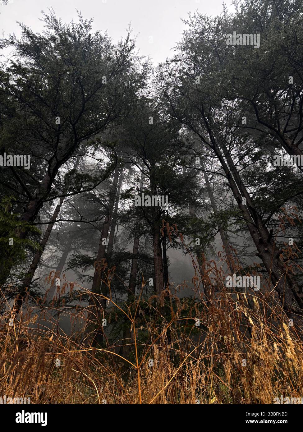 Low-angle view of tall trees with low light filtering. - Smartphone Captured Stock Image