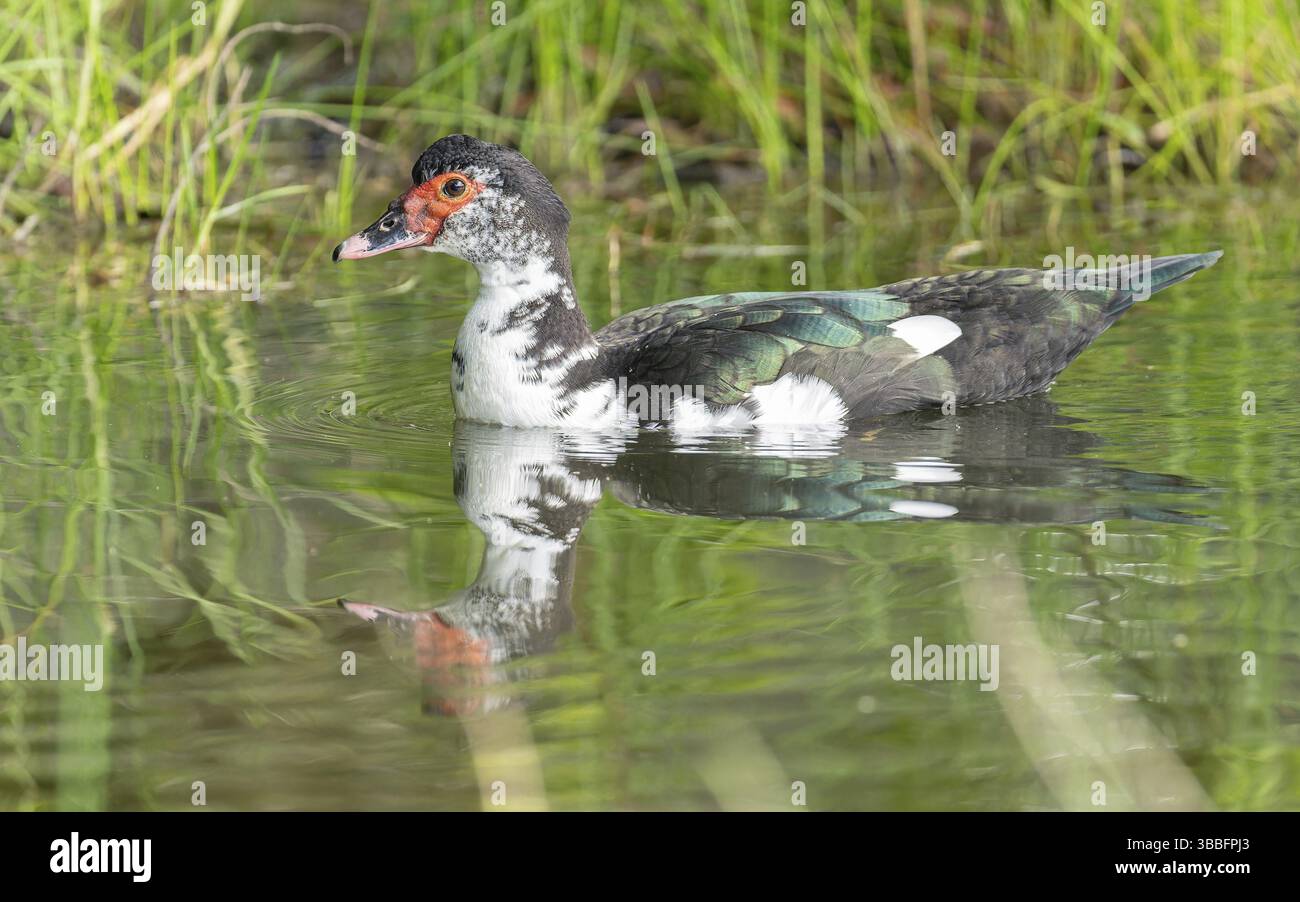 Adulte weibliche Moschusente (Cairina moschata) Stock Photo
