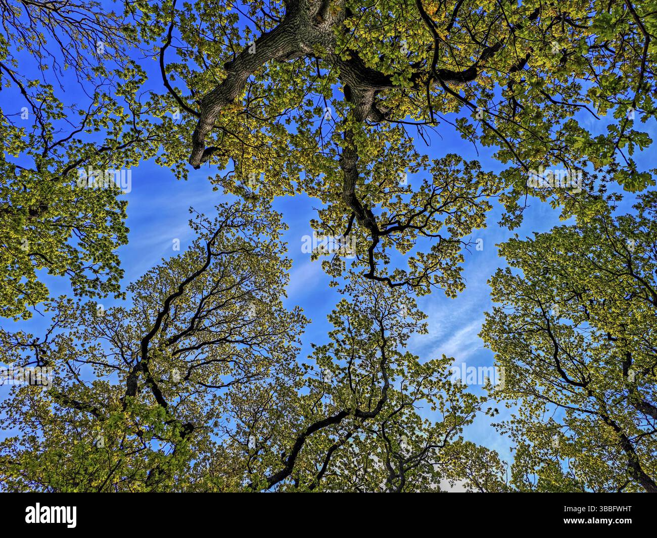 Treerops Treetops shot from below against hi-res stock photography and images ...